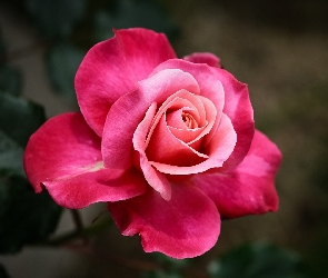 Różowy, Róża, Rozwinięta, Kwiat