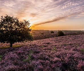 Wrzosowisko, Park Narodowy Veluwezoom, Holandia, Drzewa, Wschód słońca, Prowincja Geldria, Wrzosy