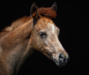 Koń, Marbach stud, Arabian horse, Hodowla, Koń czystej krwi arabskiej