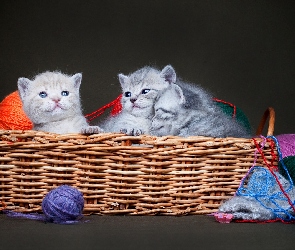 Kłębki, Wełna, Małe, Trzy, Kotki, Kosz