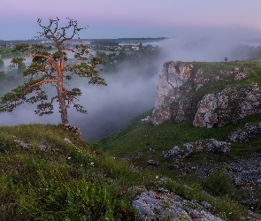 Roślinność, Sosna, Mgła, Skały, Księżyc, Drzewo