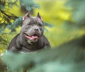 American Bully, Gałązki, Pies