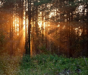 Przebijające światło, Słońce, Las, Drzewa