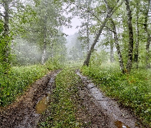 Las, Rośliny, Droga, Drzewa