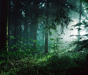 Las, Mgła, Przebijające światło, Drzewa