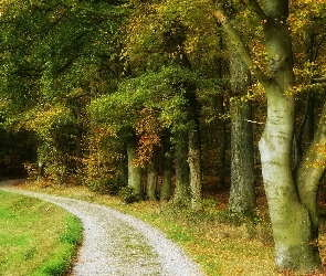 Droga, Las, Drzewa, Jesień