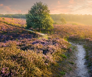 Wrzosowisko, Drzewo, Park Narodowy Veluwezoom, Ścieżka, Prowincja Geldria, Wrzosy, Holandia, Wschód słońca