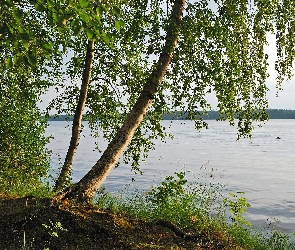 Drzewa, Brzeg, Trawa, Brzozy, Jezioro