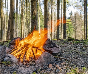 Kamienie, Płomień, Drzewa, Drewno, Ognisko, Las, Ściółka
