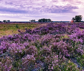 Belgia, Rezerwat, Wrzosowisko, Wrzosy, Drzewa, Kalmthout Heath