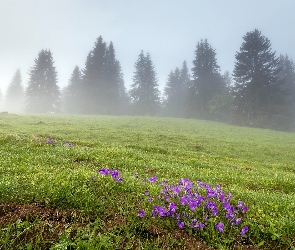 Wiosna, Trawa, Mgła, Łąka, Kwiaty, Drzewa