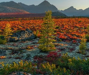 Jesień, Drzewa, Rosja, Góry Kołymskie, Kołyma, Roślinność