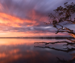 Wschód słońca, Jezioro, Australia, Drzewo, Queensland, Weyba Lake