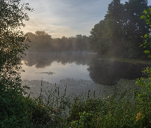 Rośliny, Drzewa, Mgła, Jezioro