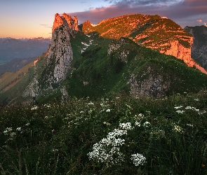 Alpy, Góry, Szwajcaria, Rozświetlony, Szczyt, Łąka, Appenzeller Alpen