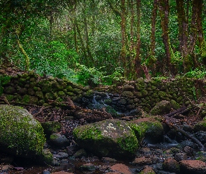 Drzewa, Omszałe, Las wawrzynolistny, Kamienie, Wyspy Kanaryjskie, Paprocie, Hiszpania, La Gomera