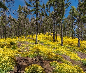 Park Przyrody Cumbre Vieja, Wyspy Kanaryjskie, Lucerna nerkowata, Hiszpania, Wyspa La Palma, Kwiaty, Las, Sosny, Żółte