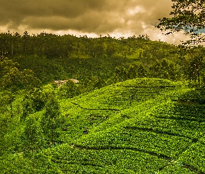 Herbaty, Sri Lanka, Nuwara Elija, Wzgórza, Plantacja