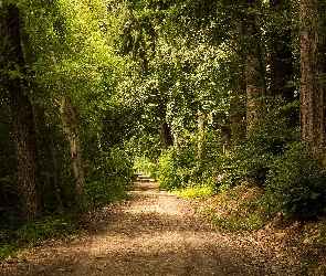 Las, Ścieżka, Drzewa, Droga, Liściasty