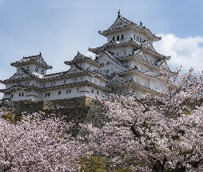 Japonia, Miejscowość Himeji, Zamek Białej Czapli, Zamek Himeji, Kwitnące, Drzewa
