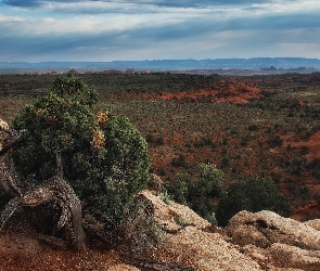 Region Monument Valley, Wyżyna Kolorado, Stany Zjednoczone, Rośliny, Skały, Stan Arizona, Dolina Pomników