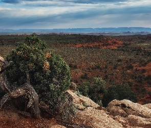 Stan Arizona, Skały, Region Monument Valley, Stany Zjednoczone, Rośliny, Wyżyna Kolorado, Dolina Pomników