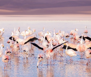 Flamingi, Stado, Ptaki
