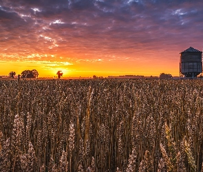 Silos, Chmury, Zboże, Pole, Drzewa, Zachód słońca