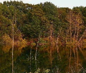 Jesień, Las, Drzewa, Rzeka