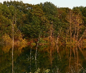 Las, Drzewa, Jesień, Rzeka
