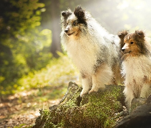 Sheltie, Owczarki szetlandzkie, Dwa, Psy