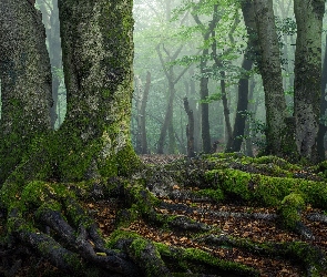 Mgła, Pnie, Drzewa, Las, Korzenie, Omszałe
