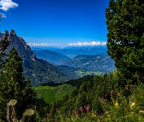 Góry, Dolina, Włochy, Kwiaty, Południowy Tyrol, Drzewa