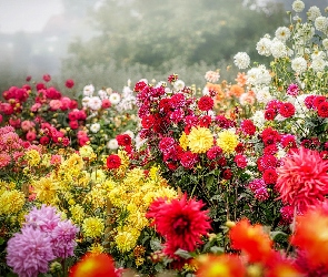 Ogród, Dalie, Kolorowe, Kwiaty
