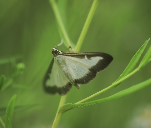 Ćma bukszpanowa, Motyl