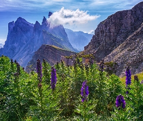 Góry, Włochy, Kwiaty, Dolomity, Góra Seceda, Fioletowe, Alpy