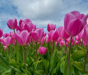 Kwiaty, Tulipany, Zbliżenie