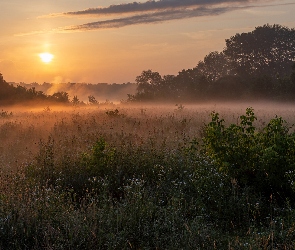 Łąka, Trawa, Mgła, Drzewa, Wschód słońca, Rośliny