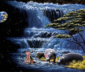 Hipopotamy, Planeta, Wodospad