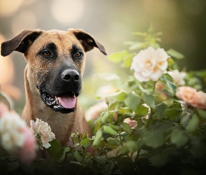 Pies, Rozmycie, Kwiaty, Blackmouth Cur