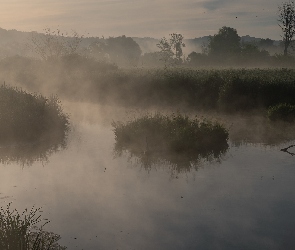 Trawa, Drzewa, Rzeka, Mgła