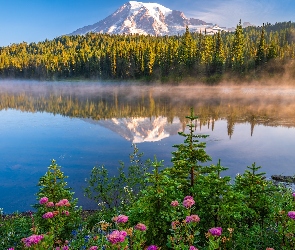 Stany Zjednoczone, Jezioro, Mgła, Stratowulkan Mount Rainier, Góry, Drzewa, Park Narodowy Mount Rainier, Kwiaty, Stan Waszyngton, Reflection Lake, Odbicie, Świerki