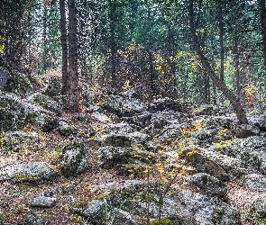 Kamienie, Głazy, Las