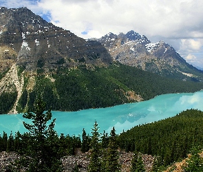 Kanada, Park Narodowy Banff, Canadian Rockies, Góry, Jezioro Peyto Lake, Drzewa