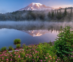 Stany Zjednoczone, Góry, Jezioro, Stratowulkan Mount Rainier, Park Narodowy Mount Rainier, Kwiaty, Mgła, Odbicie, Stan Waszyngton, Drzewa