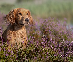 Pies, Wrzosy, Working cocker spaniel