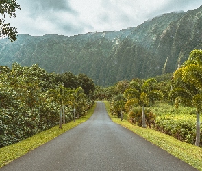 Góry, Droga, Stany Zjednoczone, Palmy, Wyspa Kauai, Hawaje, Drzewa