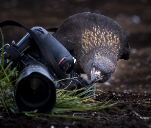 Ptak, Aparat fotograficzny, Karakara falklandzka