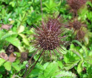 Aceny Buchanana, Główka