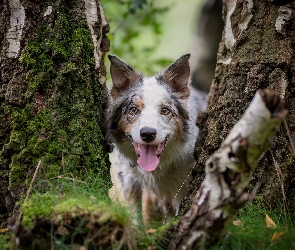 Border collie, Brzoza